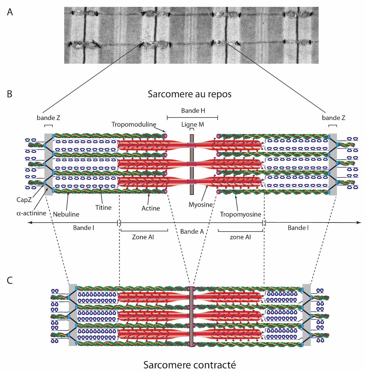 La Différenciation Des Cellules Musculaires Striées Squelettiques ...